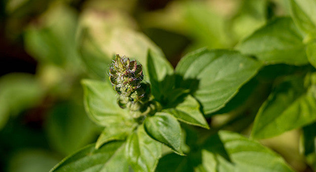 Adaptogenic Herbs of Ayurveda  Banyan Botanicals