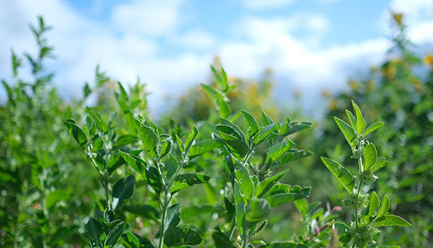 Harvesting Ashwagandha in Southern Oregon  Banyan Botanicals