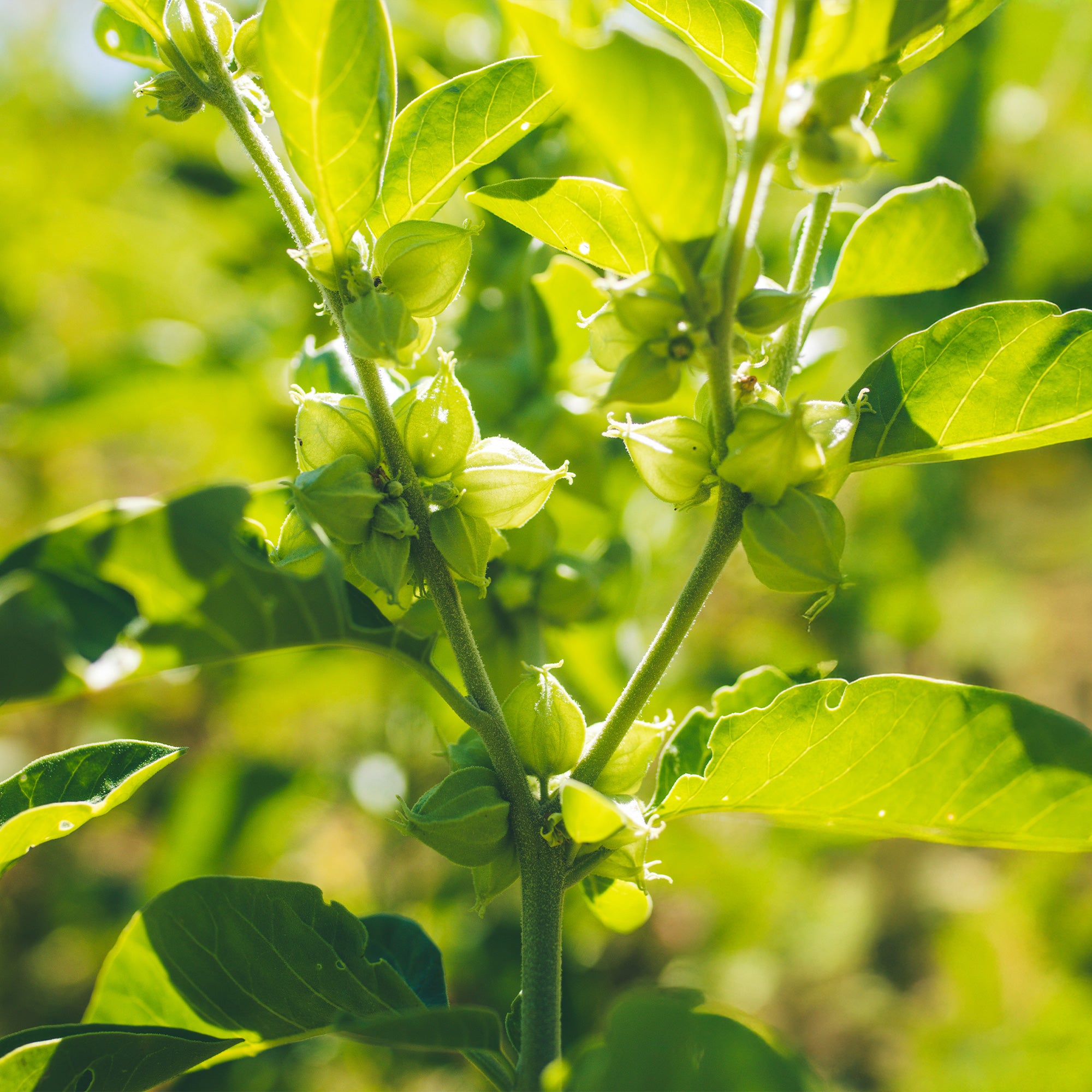 ashwagandha plant seeds Organic Ashwagandha Seeds – Banyan Botanicals