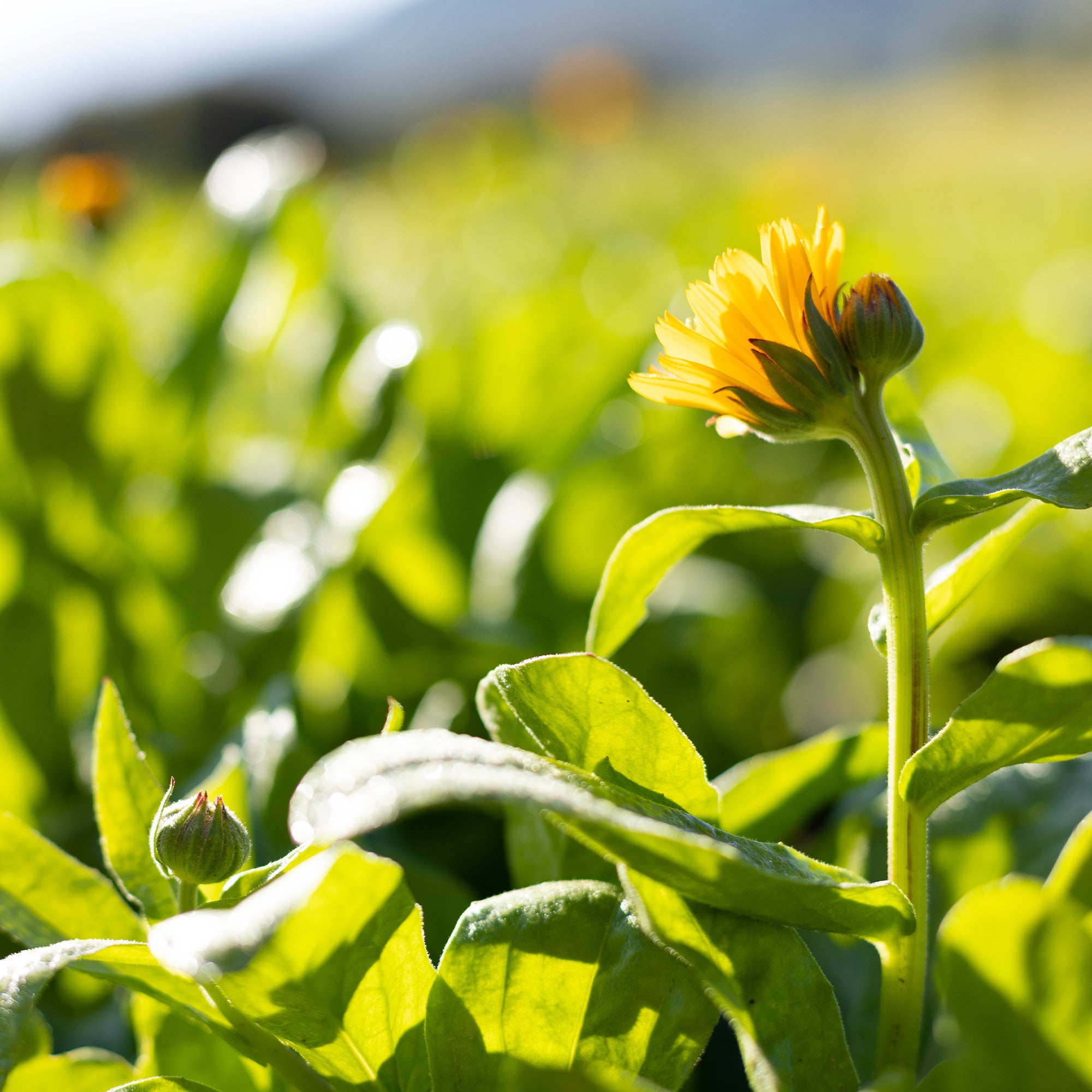 calendula seed planting instructions Organic Calendula Seeds (Calendula officinalis)