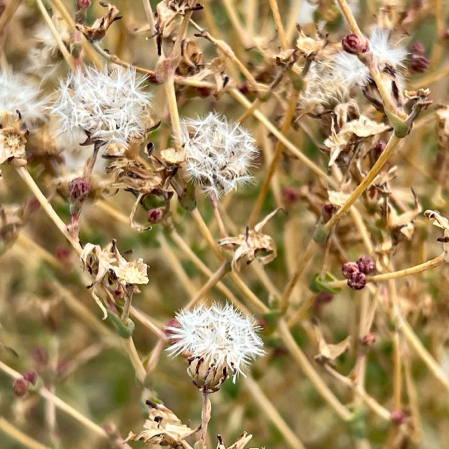 Flashy Trout Black Lettuce Dried