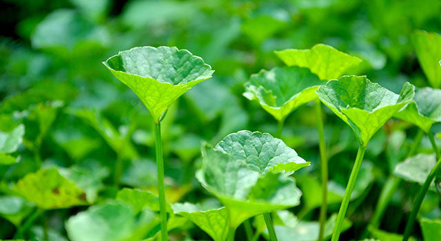Brahmi/Gotu Kola: Getting to Know Your Herbal Allies