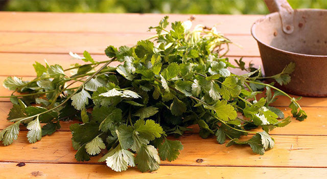 Make Your Own Ayurvedic Chutney: Kapha-Balancing Cilantro Chutney Recipe