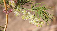 Growing Shatavari