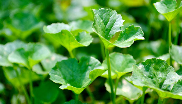 5 Gotu Kola Studies You Should Know About