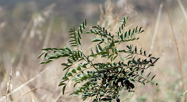 Licorice: Getting to Know Your Herbal Allies