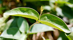 Shardunika (Gymnema sylvestre): Getting to Know Your Herbal Allies