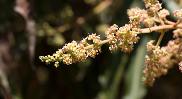 Shatavari: Getting to Know Your Herbal Allies