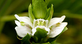 Vasaka: Getting to Know Your Herbal Allies