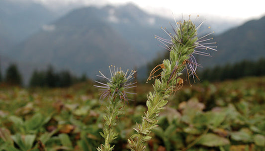 Our Search for Sustainable Kutki