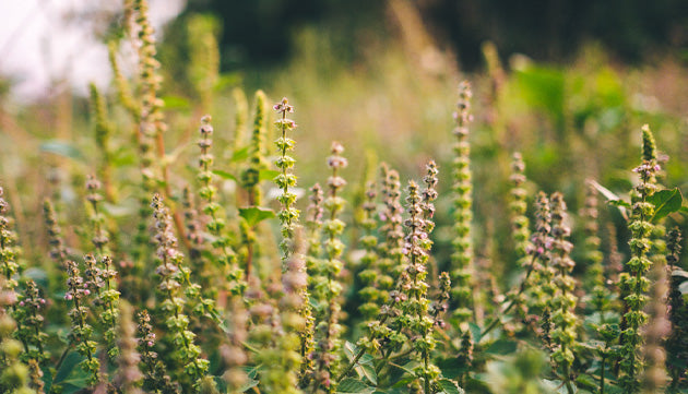 6 Herbs for a Bright and Healthy Spring