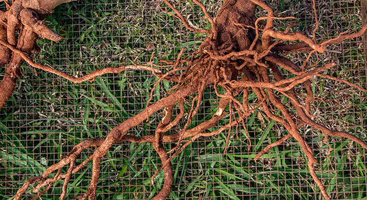 Super Herbs of Ayurveda: The Healing Powers of India’s Most Revered Medicinal Plants