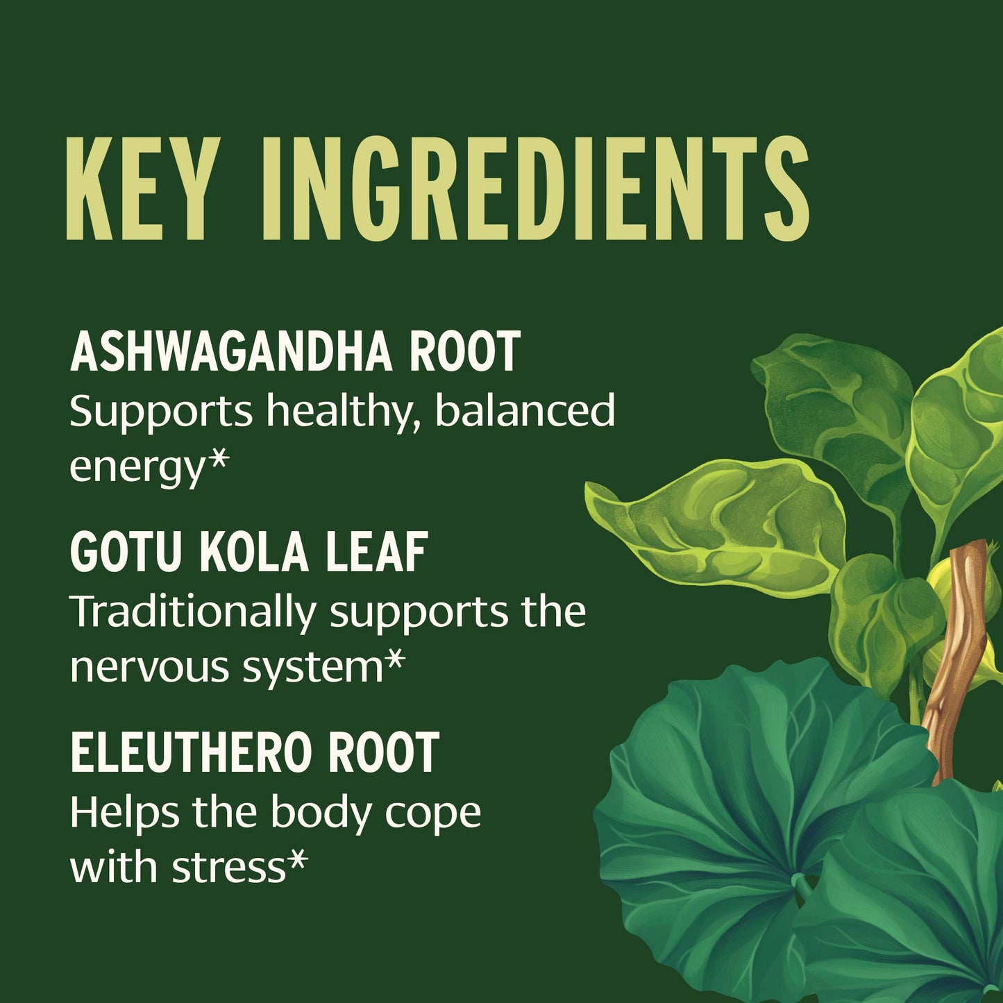 7 Herb Energy key ingredients