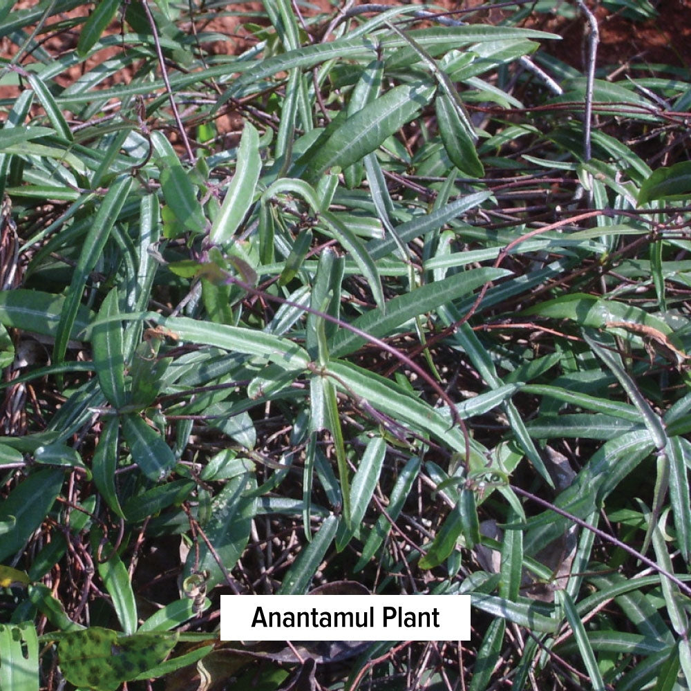 Indian Sarsaparilla Root Powder | Anantamul Hemidesmus Indicus |Nannari ...
