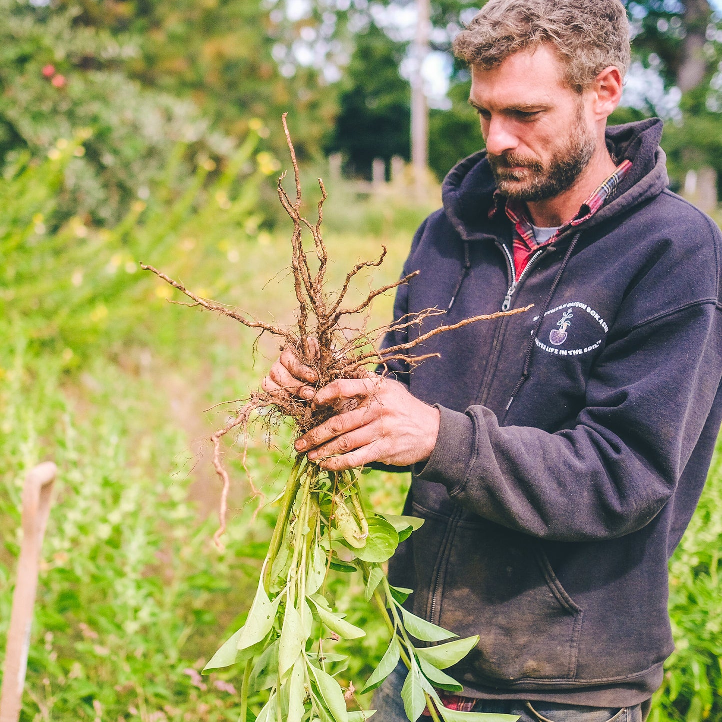 Organic Ashwagandha Root