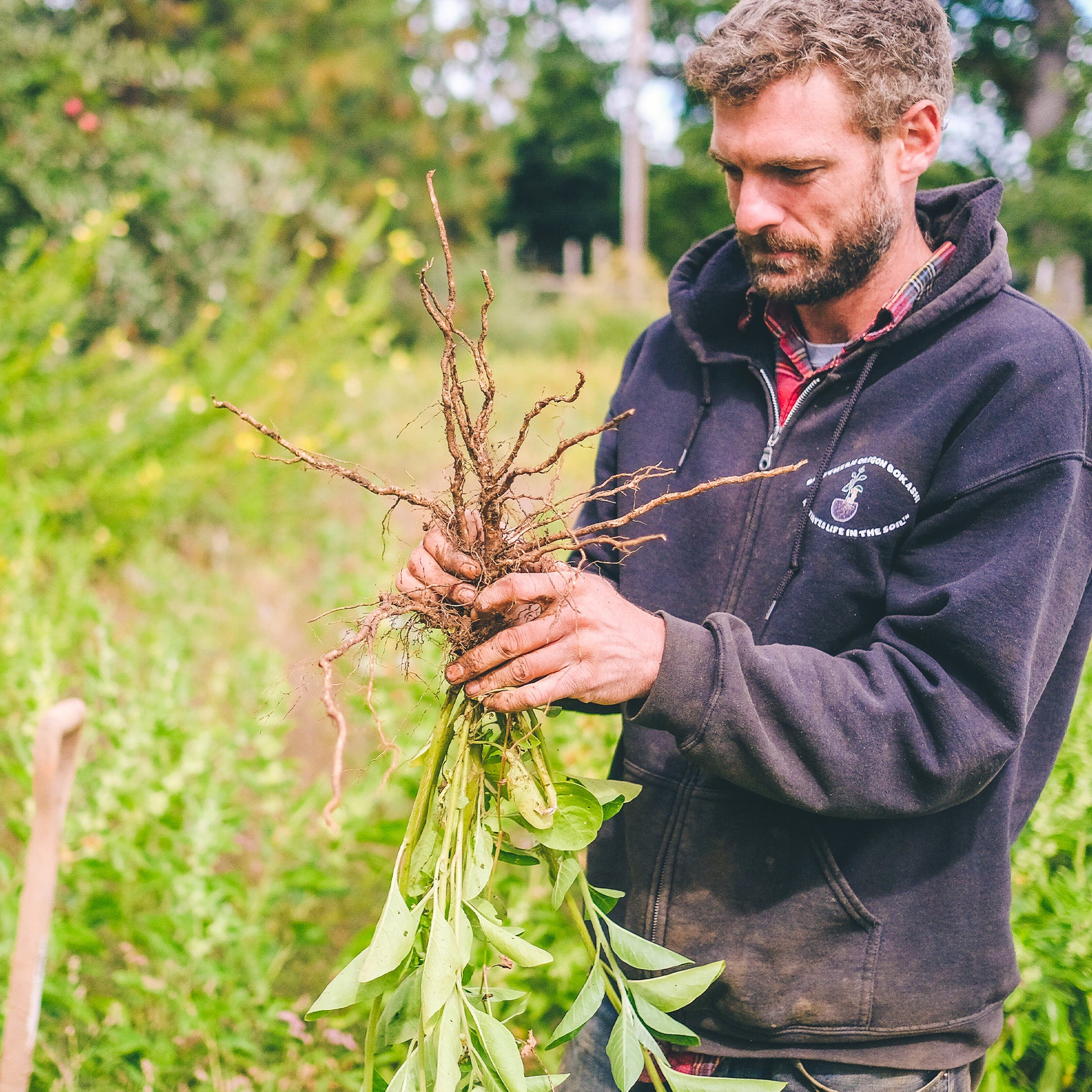 Organic Ashwagandha Root