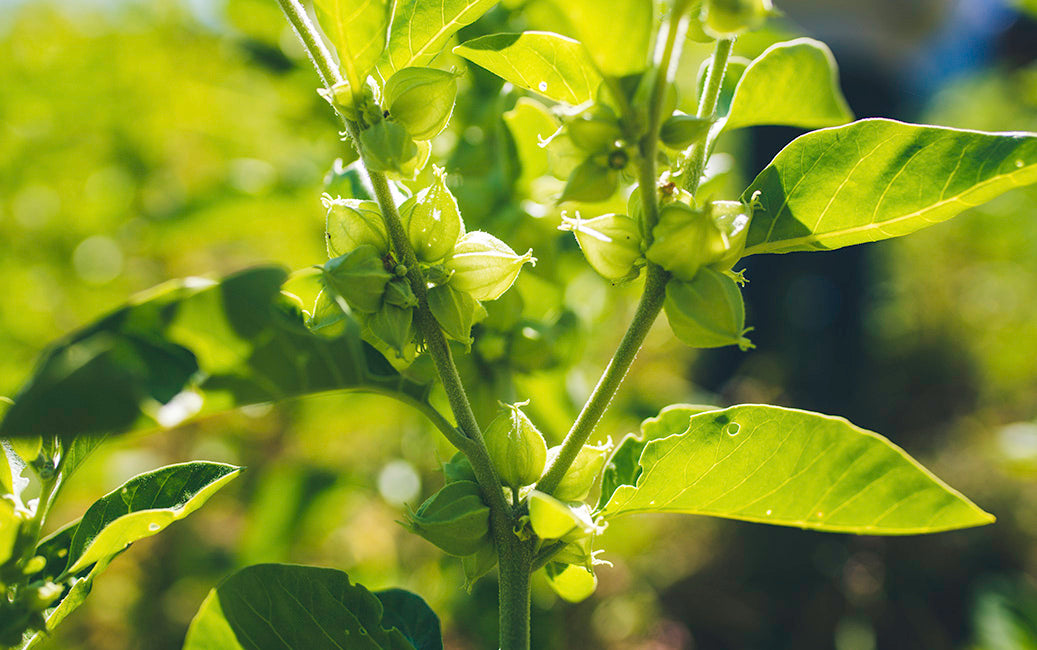 PLANT-POWERED ENERGY