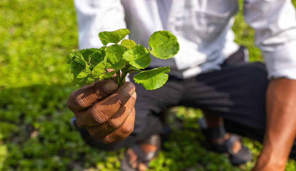 THE POWER OF NOOTROPIC HERBS