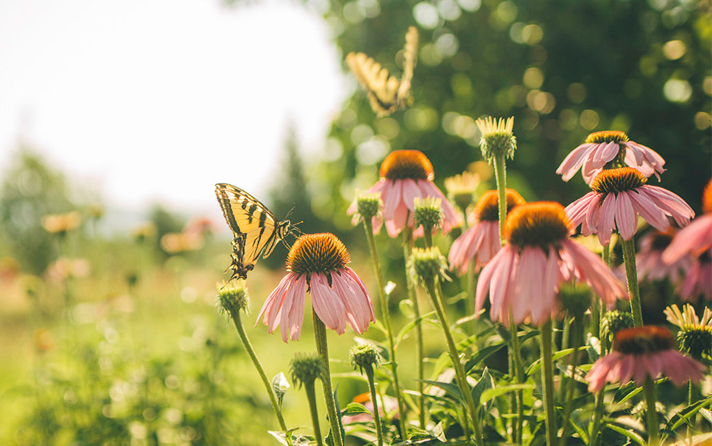 POWER YOUR HEALTH WITH BOTANICALS