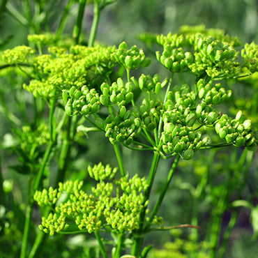 Ajamoda Seed
