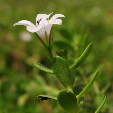 Benefits of Bacopa