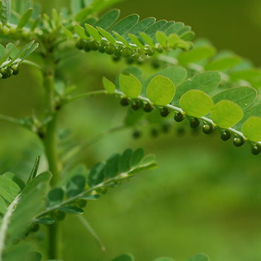 Bhumyamalaki Leaf