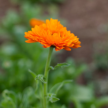 Calendula Flower