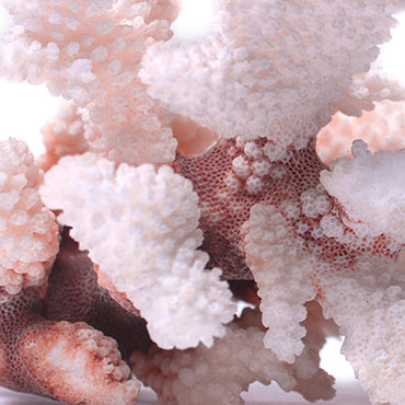 Coral Calcium