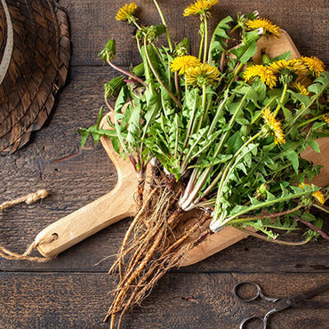 Dandelion Root