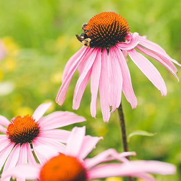 Echinacea Flower