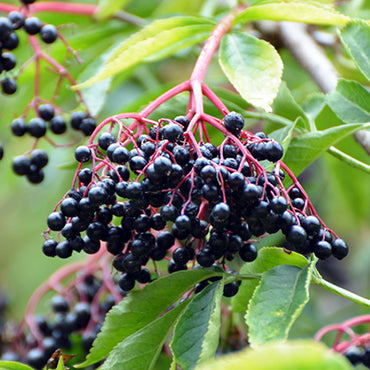 Elderberry Fruit