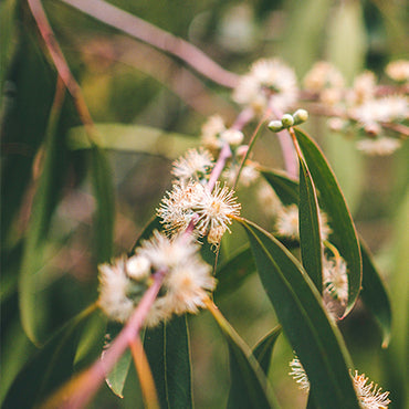 Eucalyptus