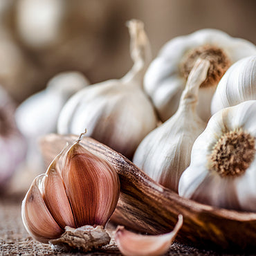 Garlic Bulb
