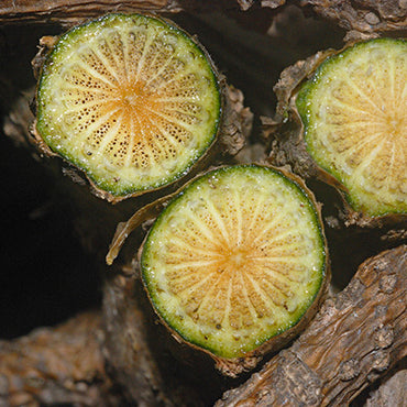 Guduchi Stem