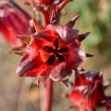 Hibiscus Flower