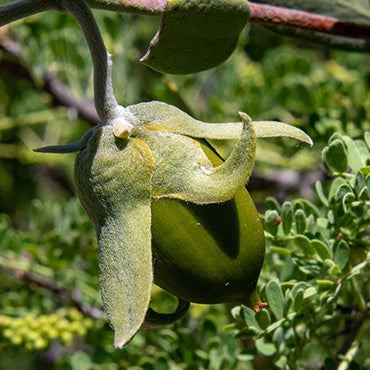 Jojoba Oil