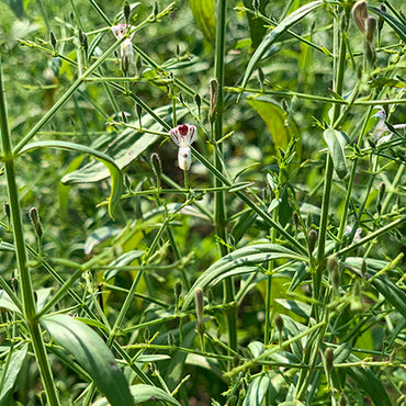 Kalmegh Herb