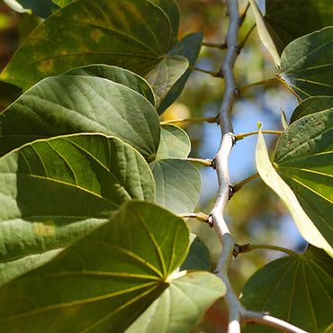 Kanchanar Bark
