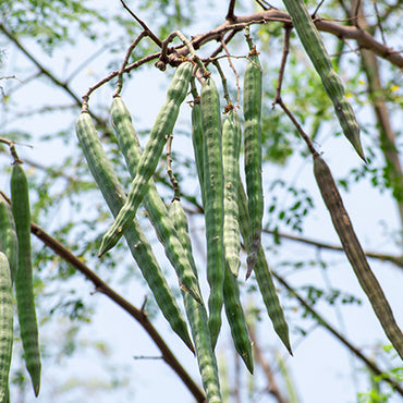 Moringa Seed Oil