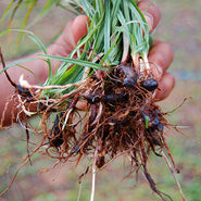 Musta Root