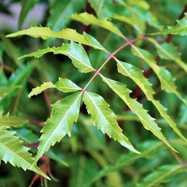 Neem Leaf