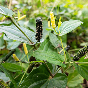 Pippali Fruit