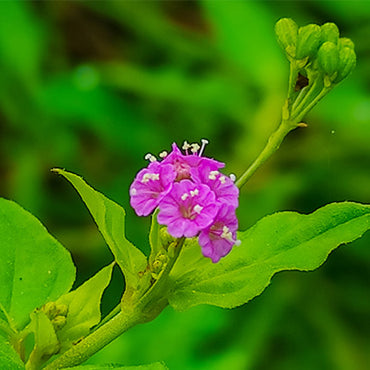 Punarnava Root