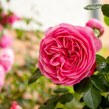 Rose Flower