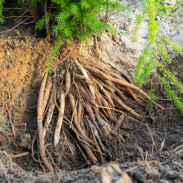 Shatavari Root
