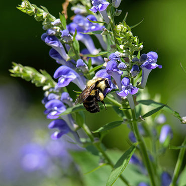 Skullcap Herb