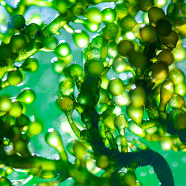 Spirulina