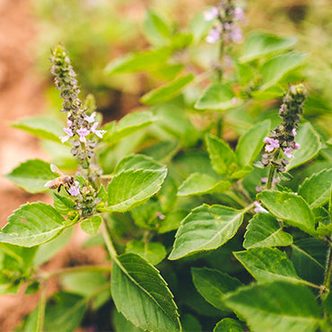 Tulsi Leaf
