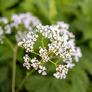 Valerian Root
