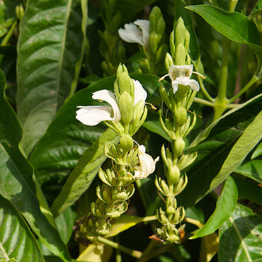 Vasaka Leaf